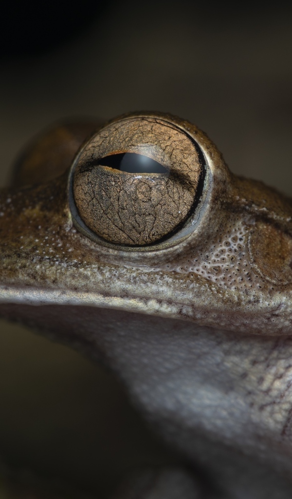 Жаба с большими глазами