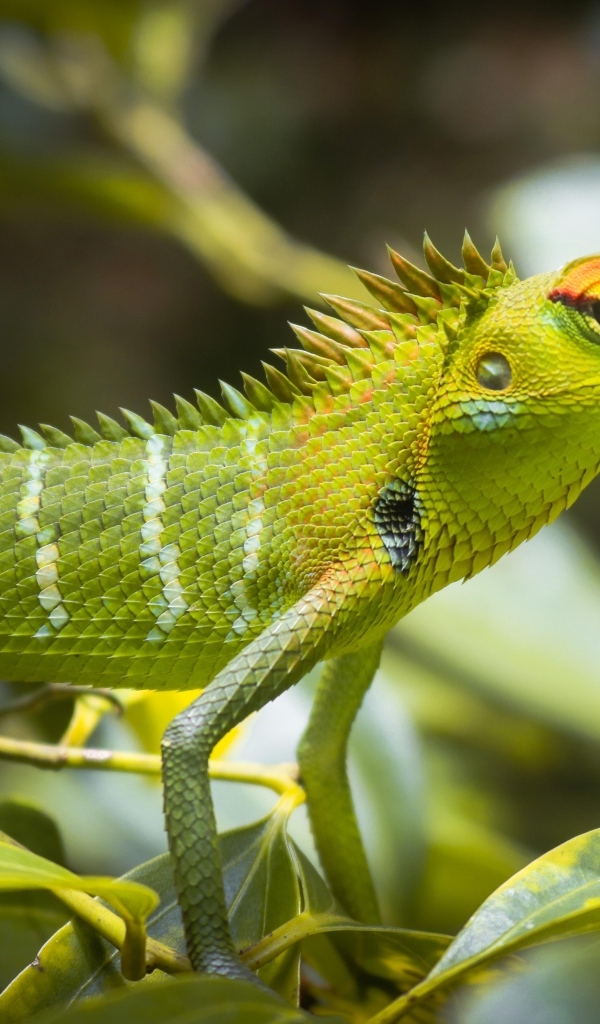 Маленькая зеленая ящерица в листьях 