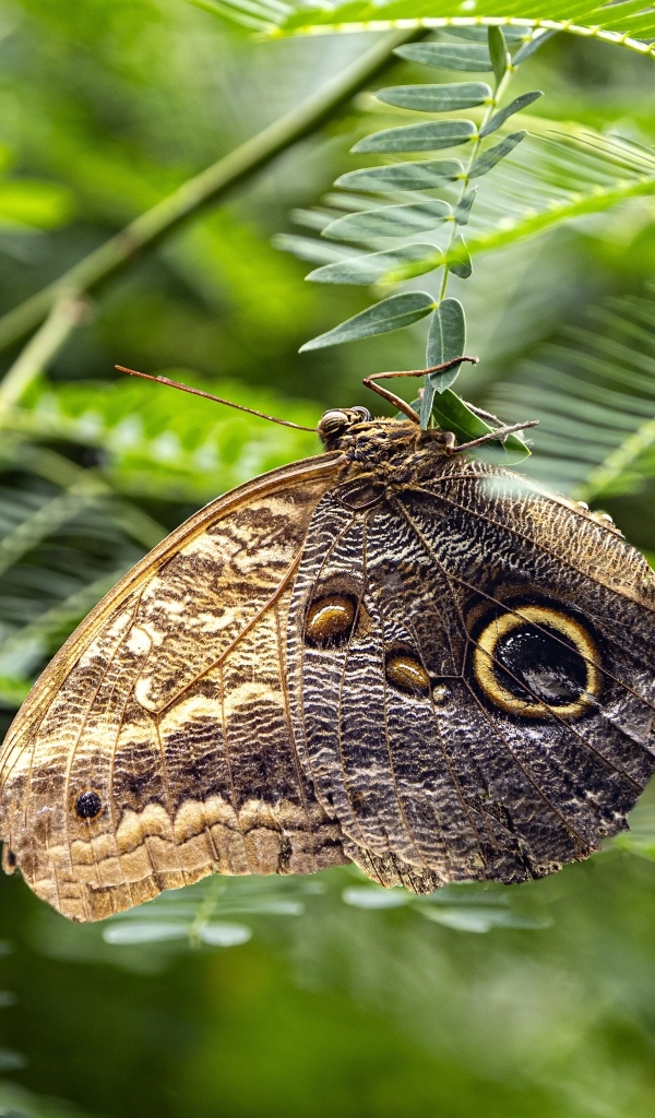 Большая коричневая бабочка сидит на зеленой ветке