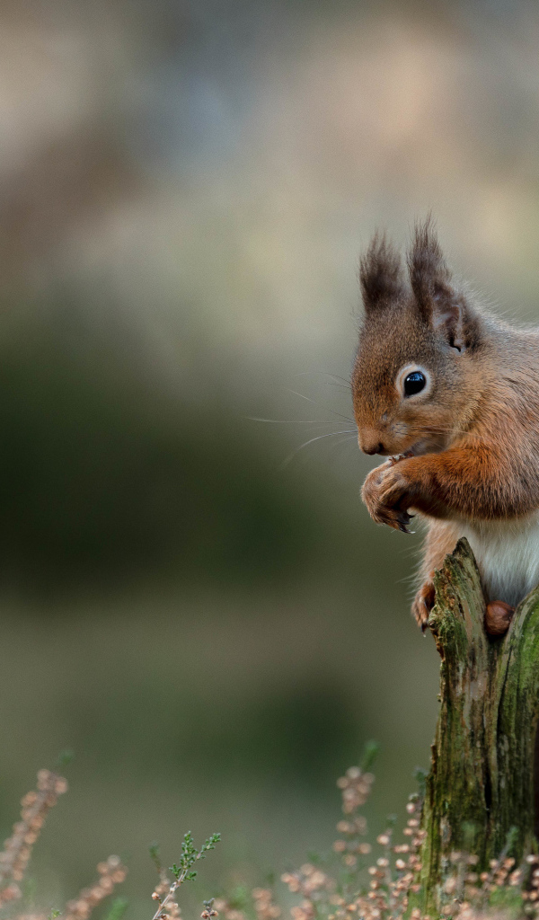 Маленькая рыжая белка сидит на сухой коряге