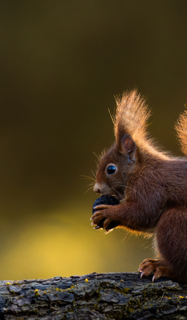 Маленькая белка в пушистым хвостом грызет орех