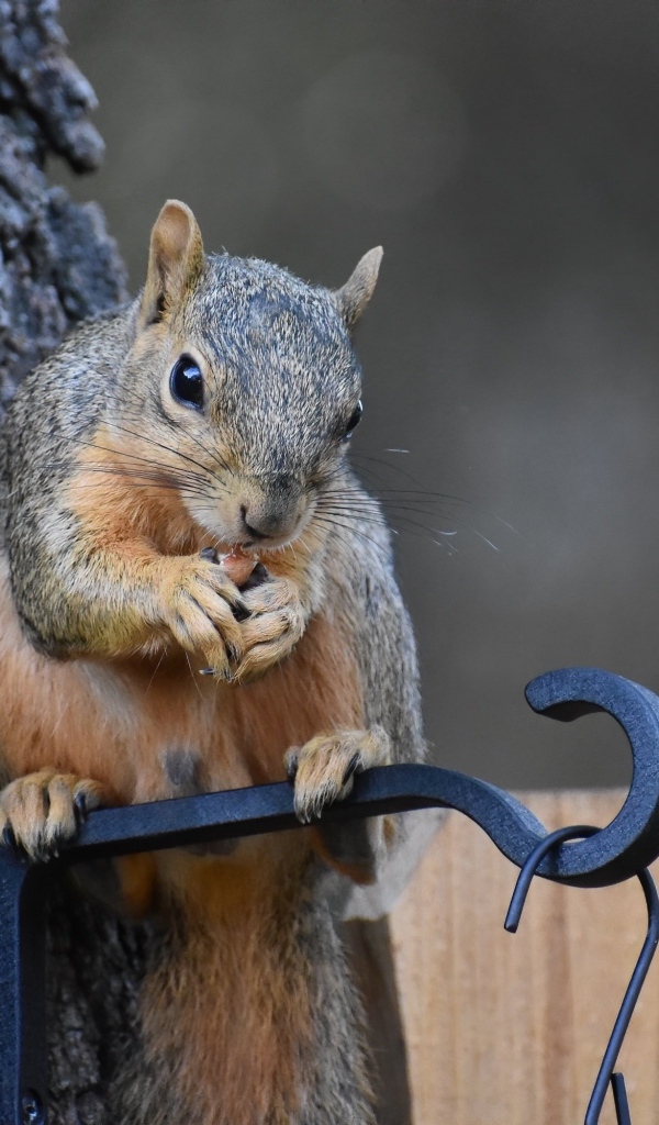 Белка грызет орех у кормушки на дереве