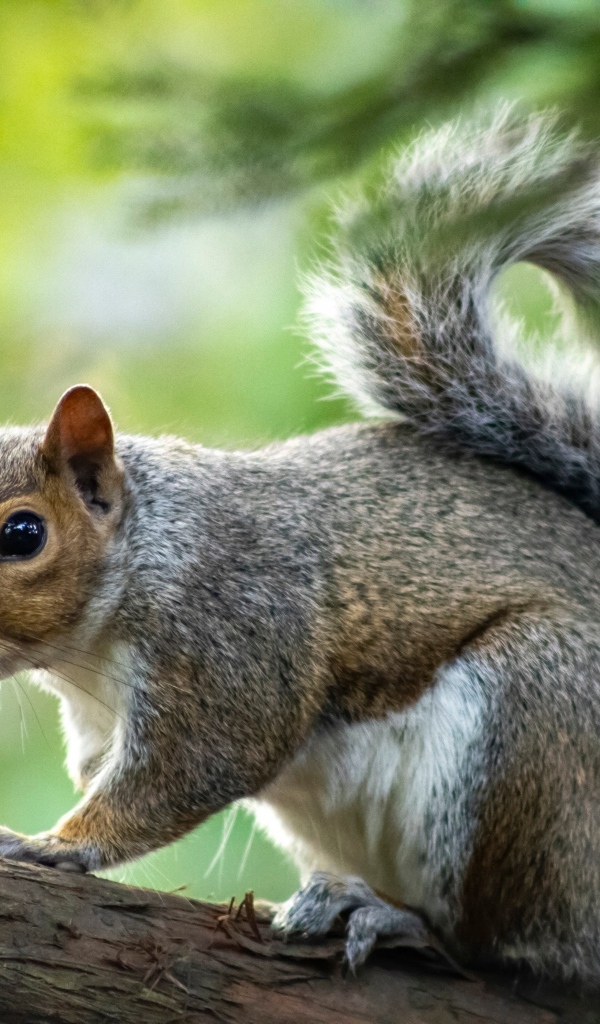 Белка с большими глазами сидит на ветке