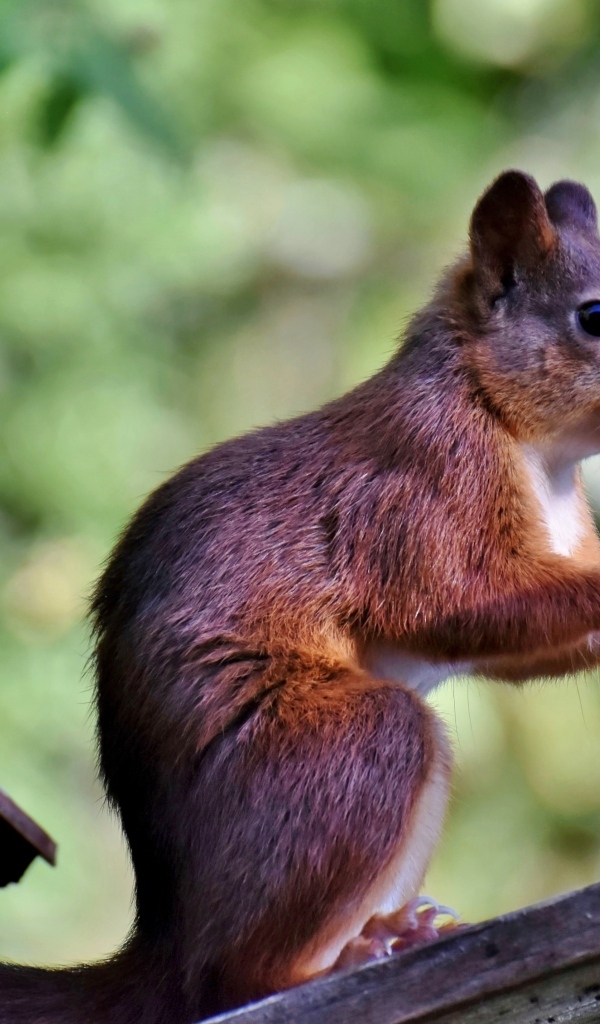Красивая рыжая белка сидит на ветке