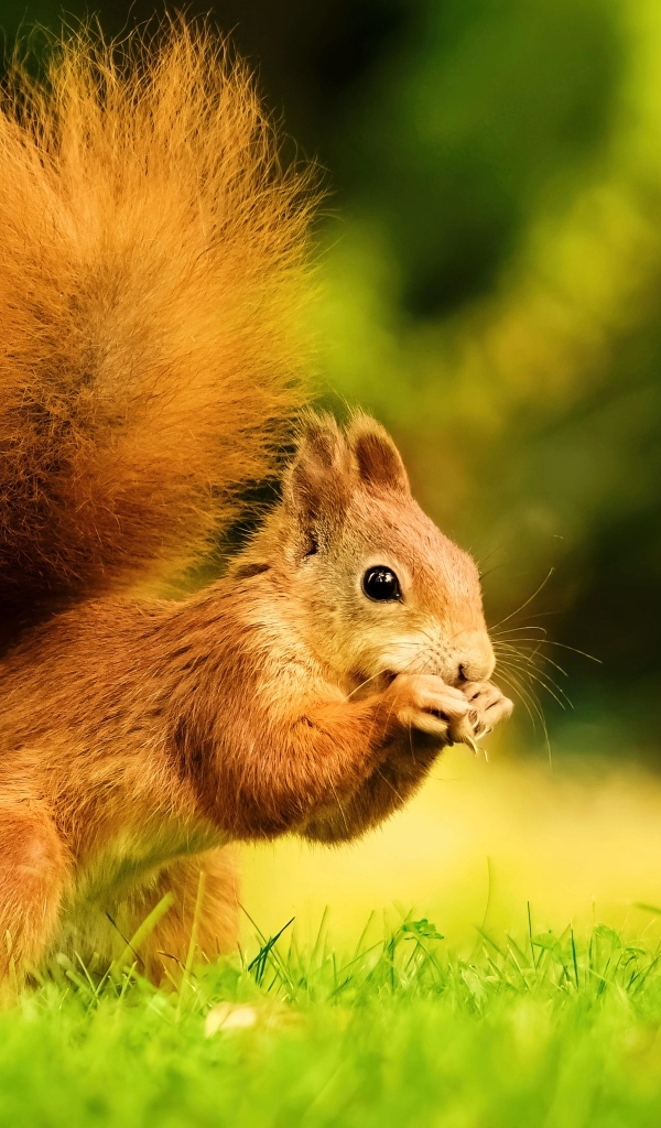 Красивая рыжая белка с пушистым хвостом
