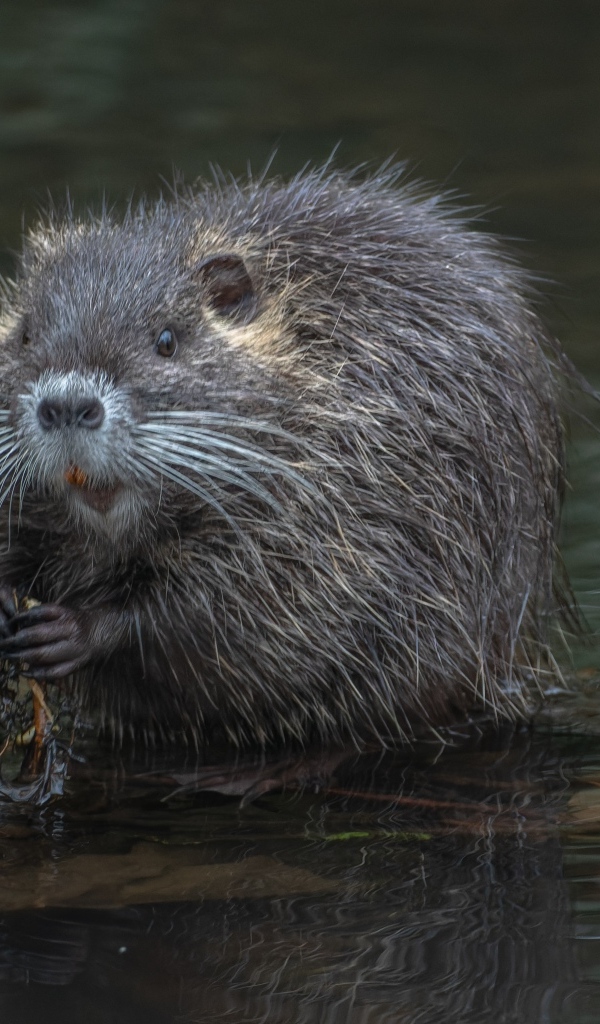 Черная нутрия в воде