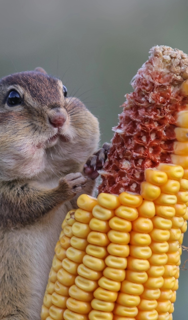 Бурундук грызет зерна кукурузы