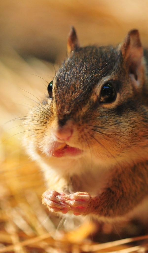 Бурундук с набил рот орехами