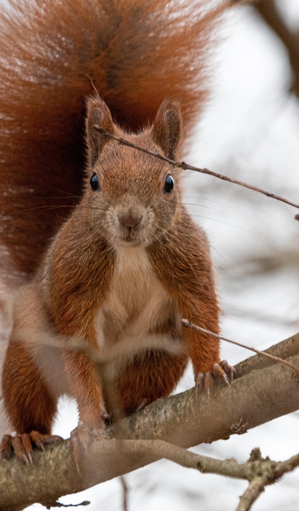 Любопытная рыжая белка сидит на ветке