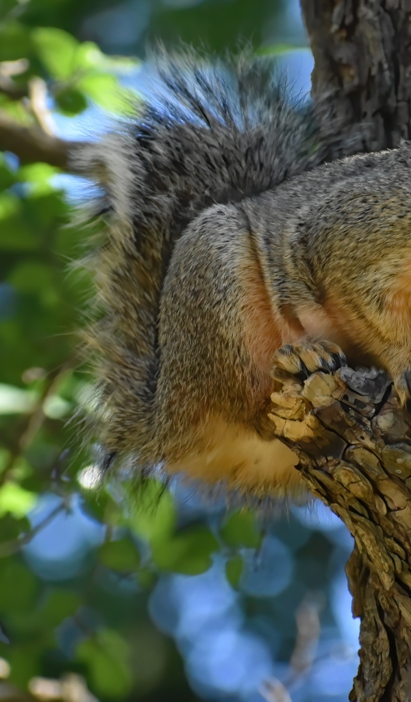 Любопытная белка на ветке дерева
