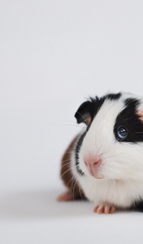 Милая морская свинка на сером фоне