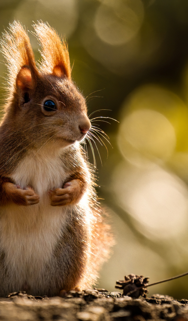 Милая рыжая белка в лучах солнца