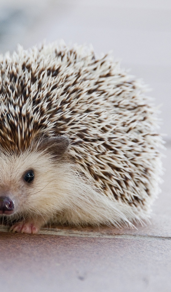 Милый колючий домашний еж