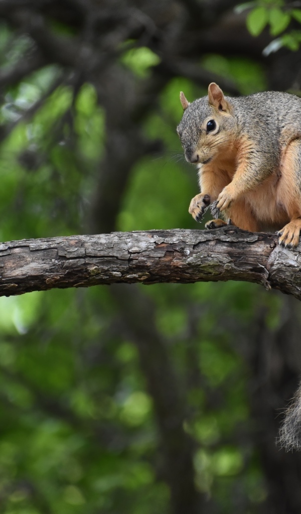 Толстая белка сидит на ветке дерева