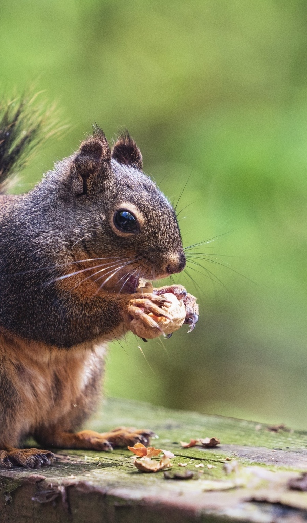 Пушистая белка грызет орех