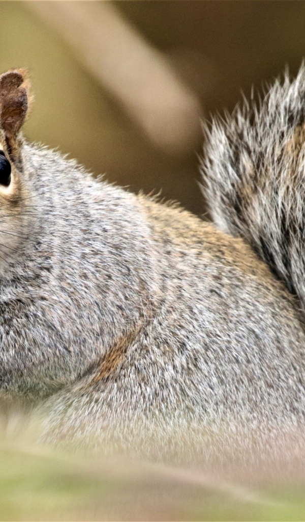 Забавная серая белка крупным планом