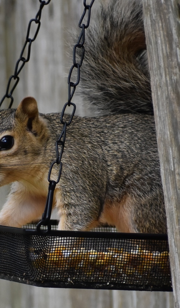 Серая белка в кормушке на дереве