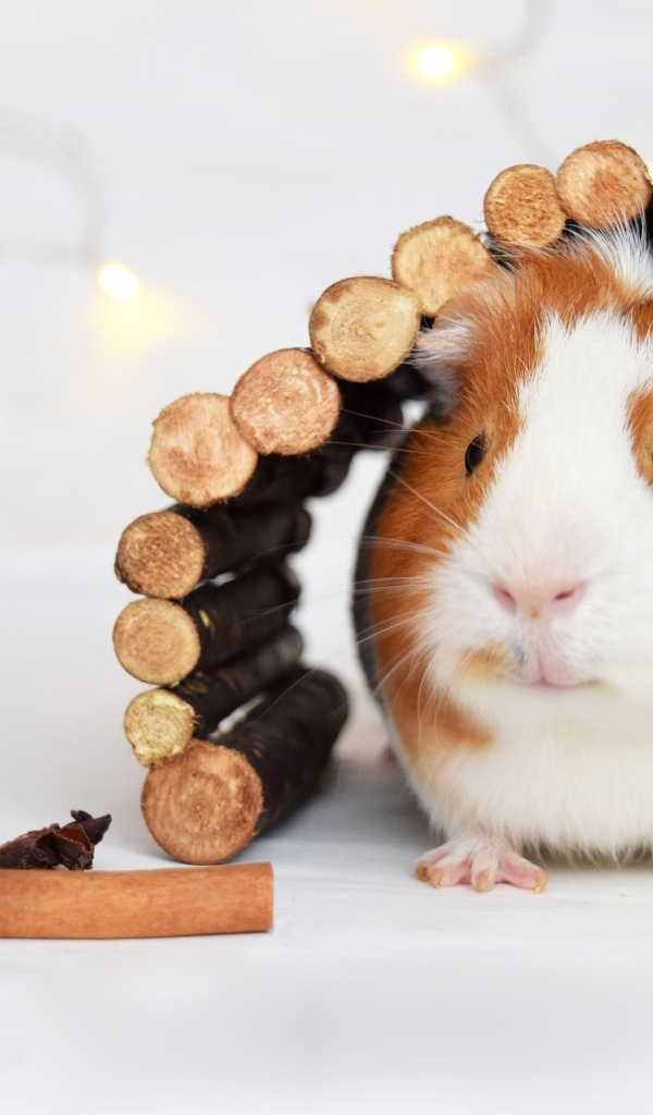 Морская свинка в домике из веток