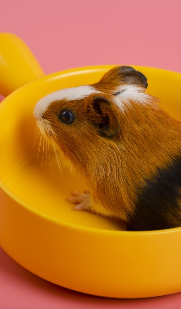Морская свинка сидит в желтой чашке на розовом фоне