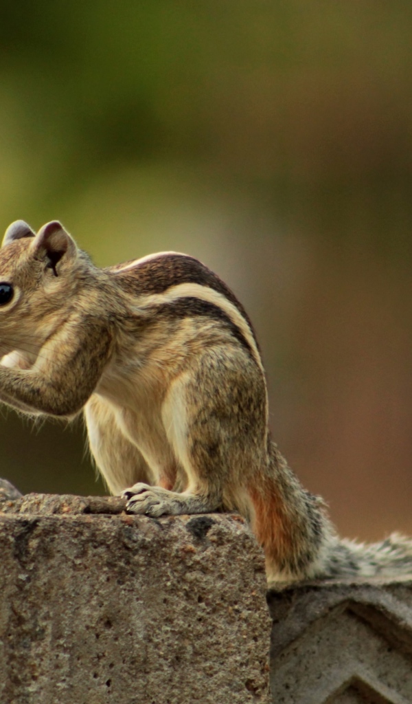 Маленький бурундук на заборе