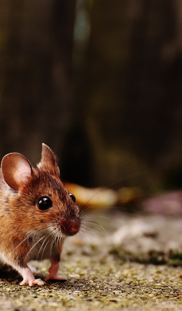 Маленькая полевая мышь