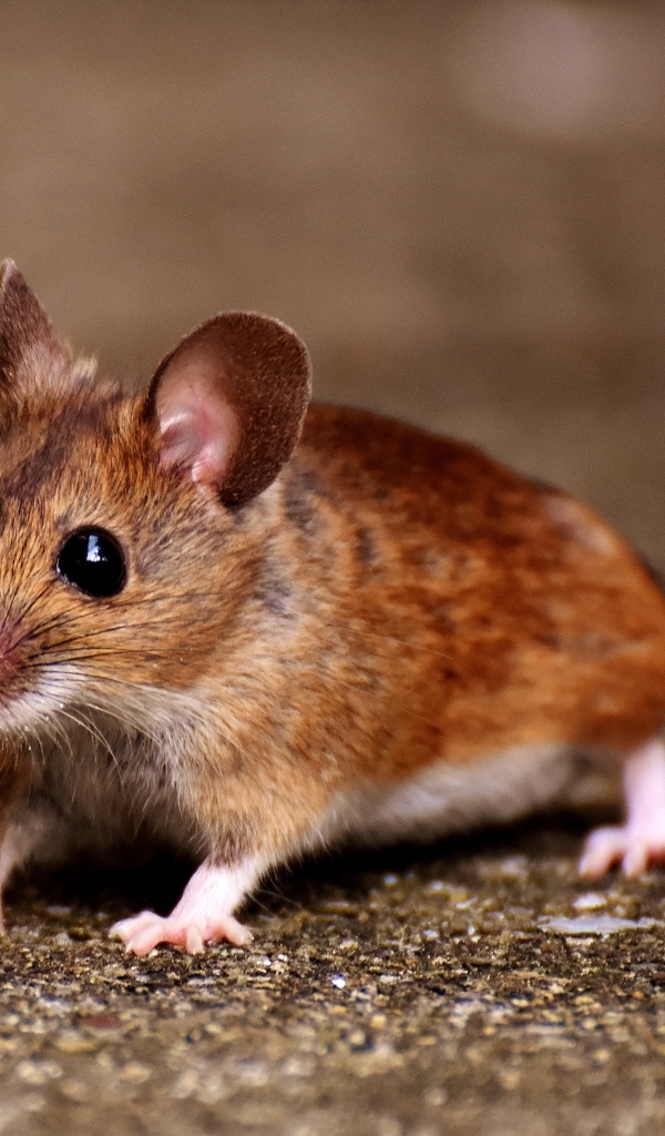 Маленький испуганный мышонок на дороге