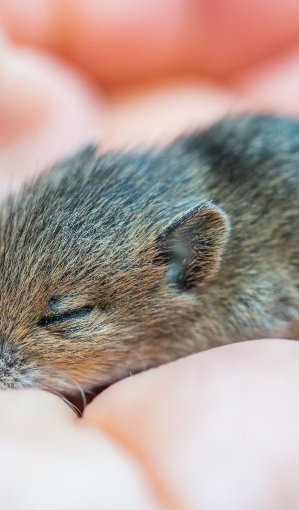 Маленькая серая мышка полевка спит на ладони 