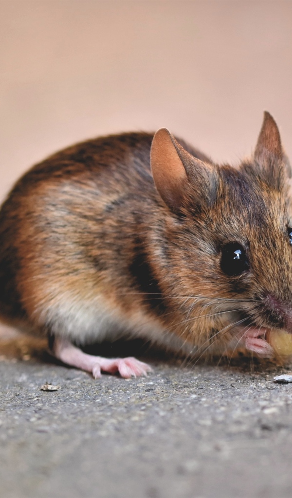 Маленький мышонок грызет еду на земле