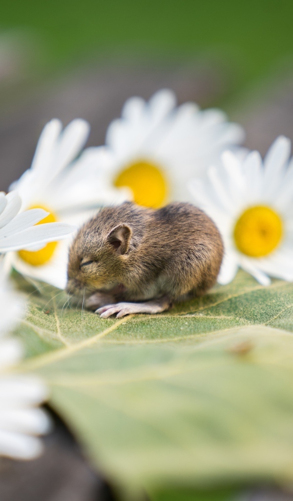 Маленькая мышка на листе с ромашками