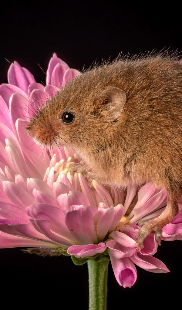 Маленькая мышь сидит в розовом цветке