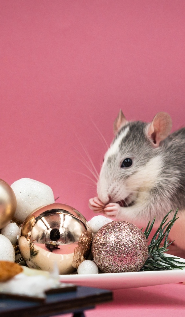 Маленькая крыса с игрушками на розовом фоне