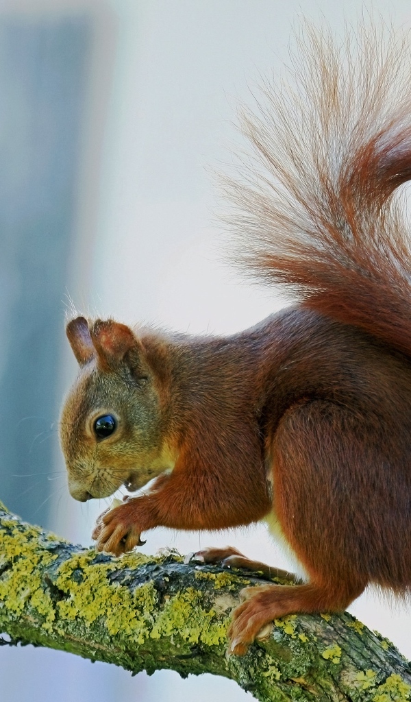 Маленькая рыжая белка на покрытой мхом ветке