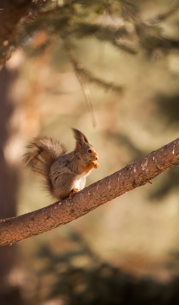 Little red squirrel sits on a branch
