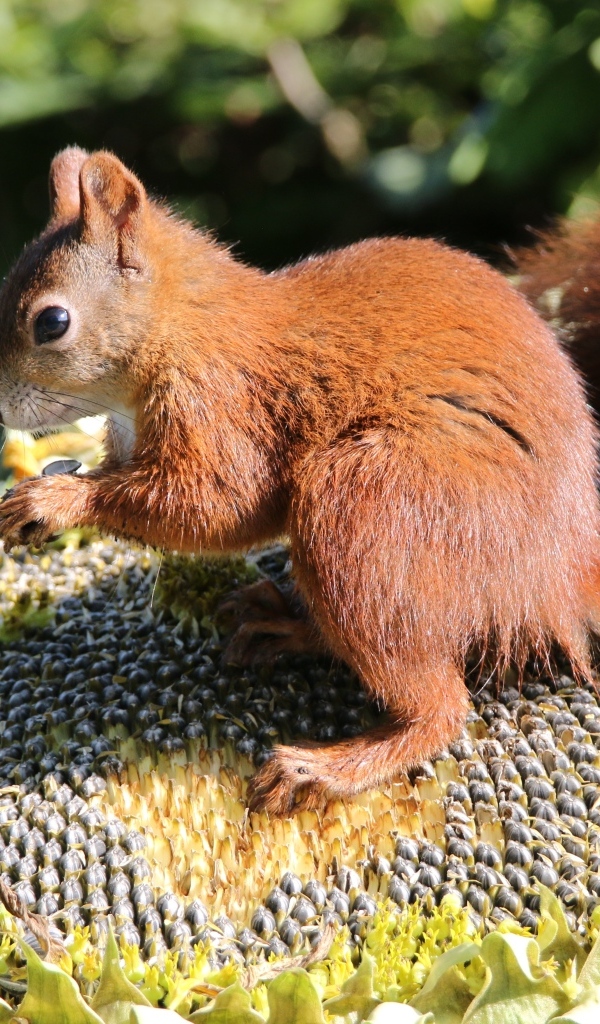 Маленькая белка грызет семечки на подсолнухе