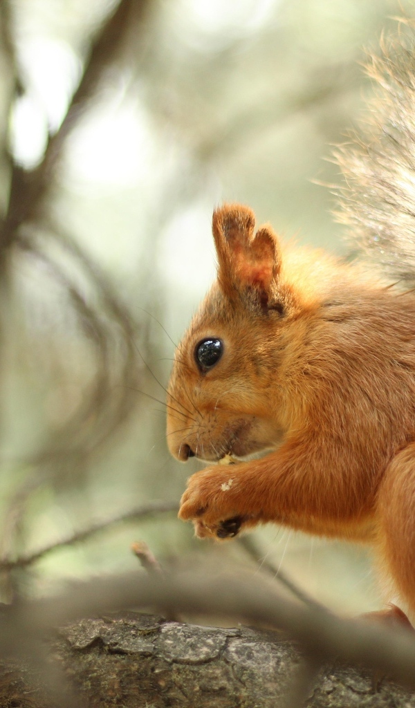 Рыжая пушистая белка грызет орех на ветке 