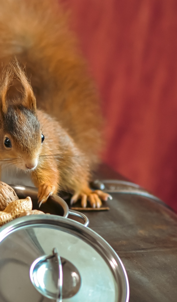 Рыжая белка на столе с орехами