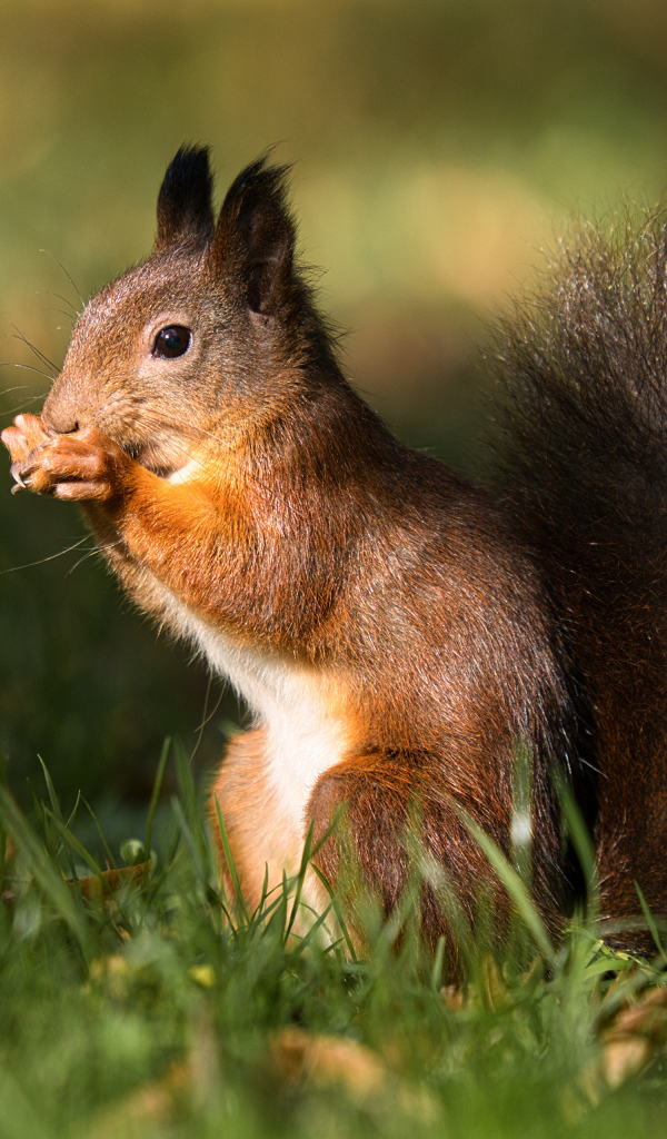 Рыжая белка сидит в зеленой траве