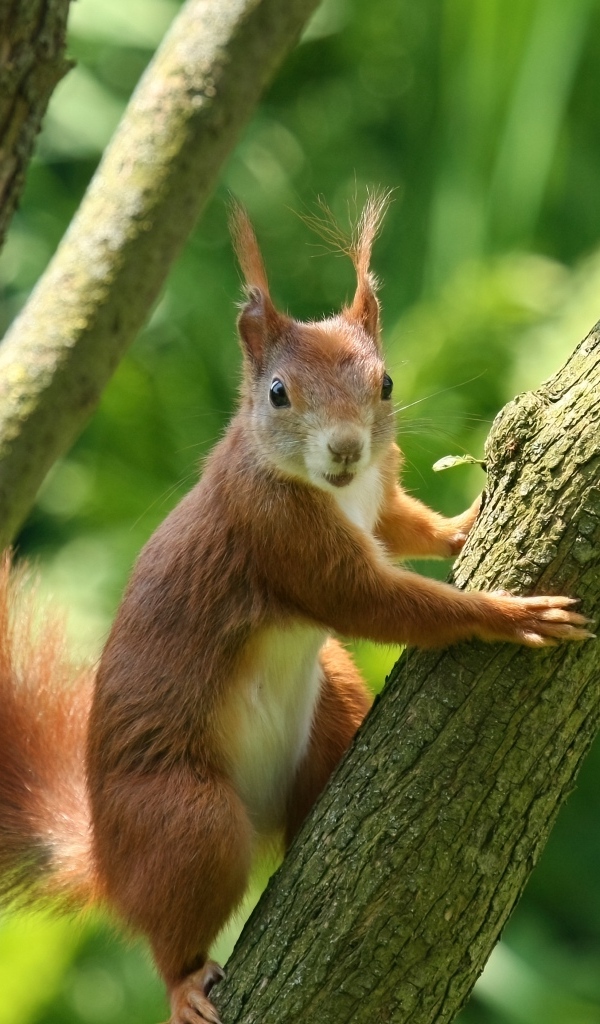 Рыжая белка с пушистым хвостом висит на дереве