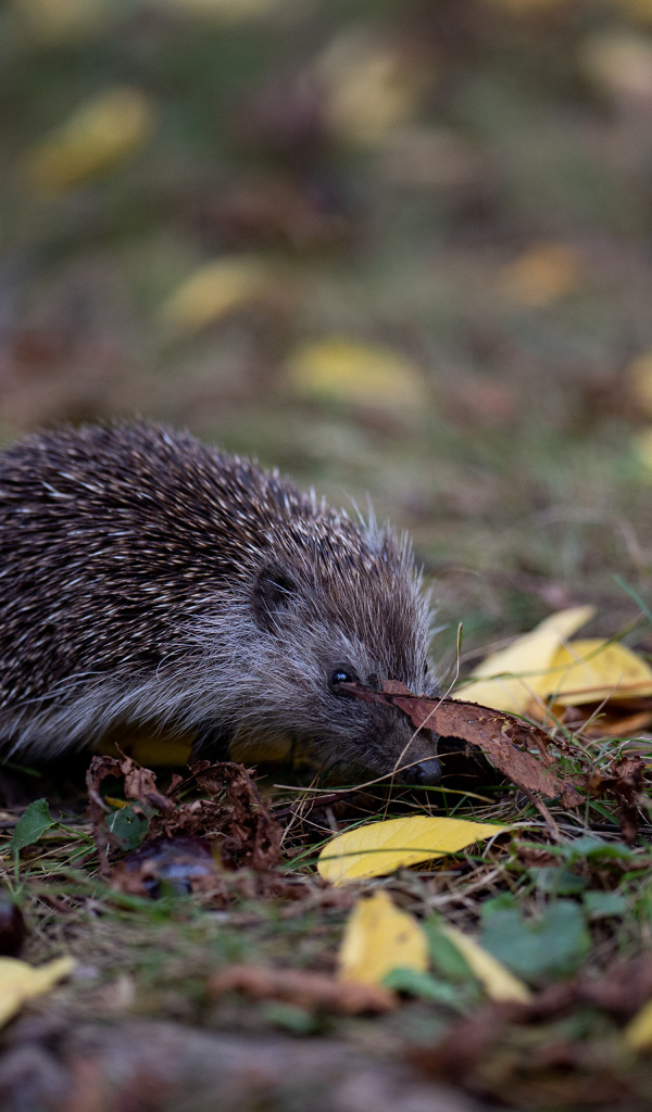 Маленький колючий еж на траве в лесу