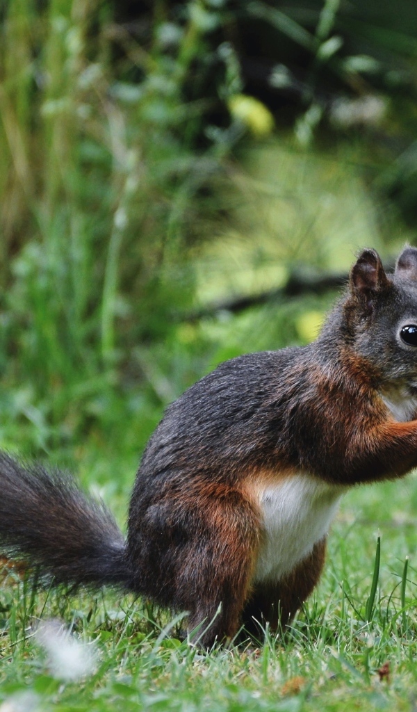 Белка грызет орех на зеленой траве