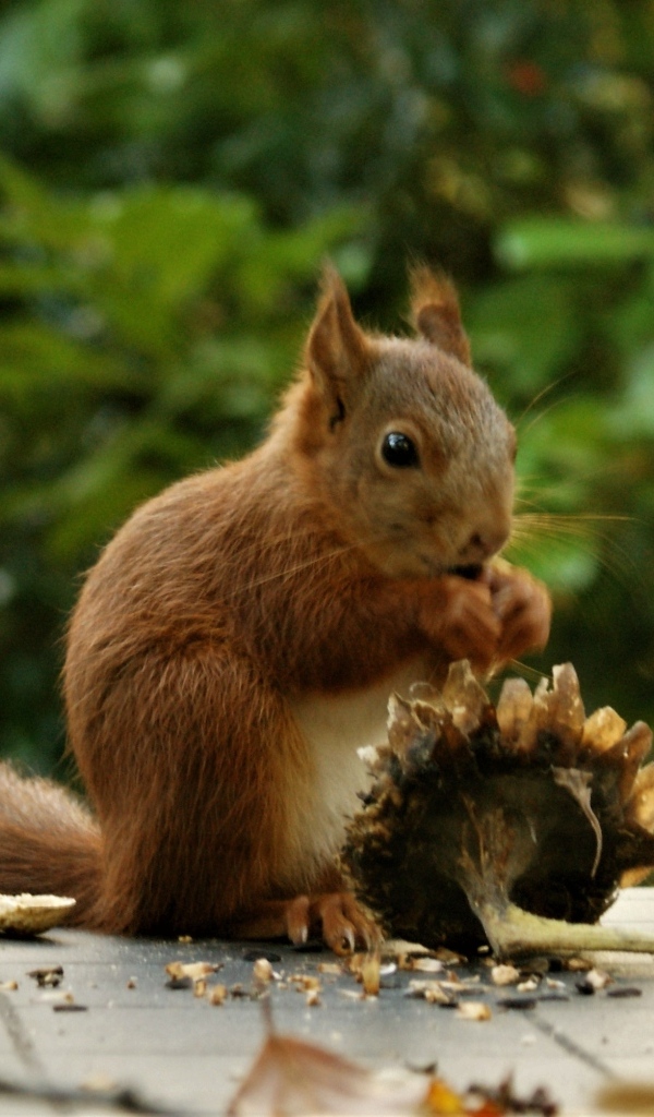 Белка грызет семечки на подсолнухе