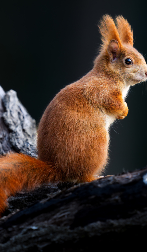 Белка сидит на черном сухом дереве