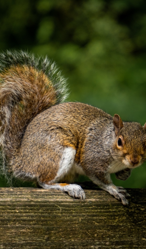 Белка с большим пушистым хвостом