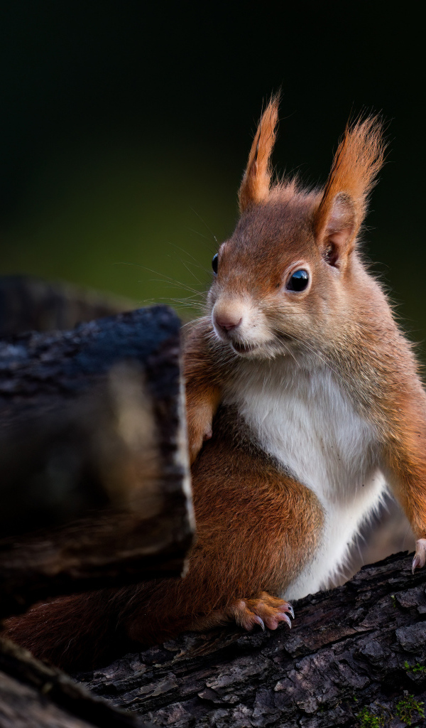 Удивленная белка сидит на дереве