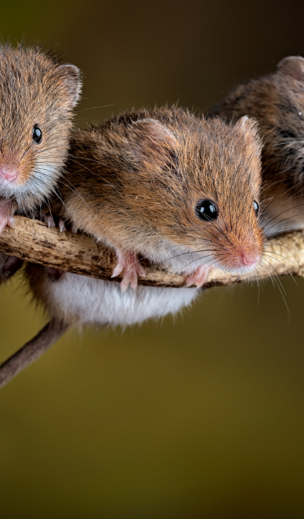 Три маленькие мышки на ветке