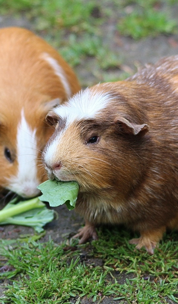 Две большие морские свинки грызут листья