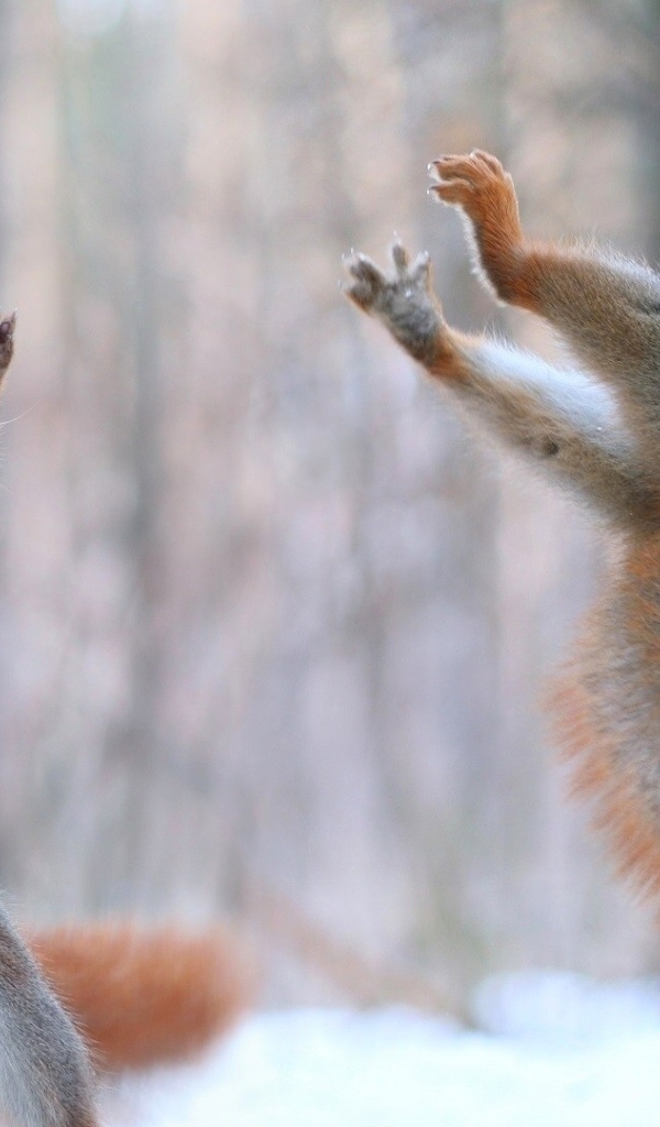 Две рыжие белки играют  с шишкой на снегу