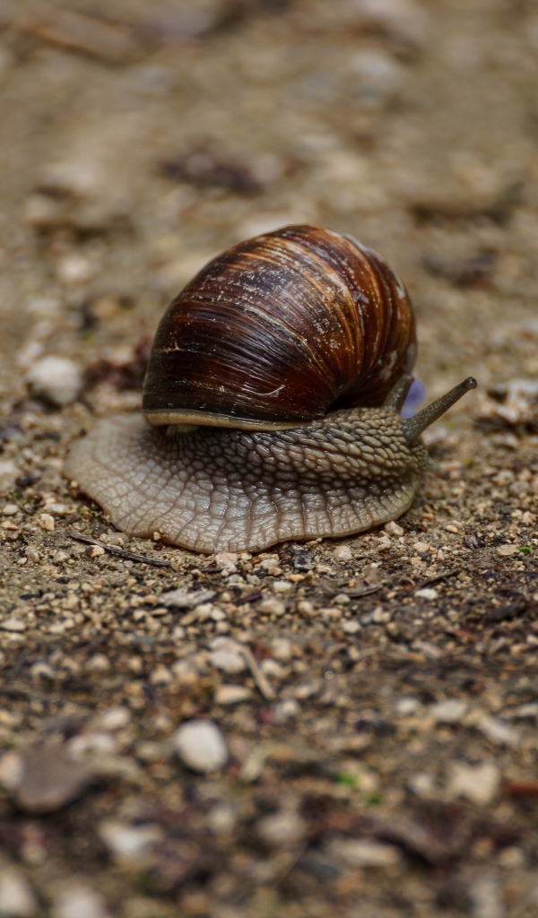 Большая улитка ползет по земле 