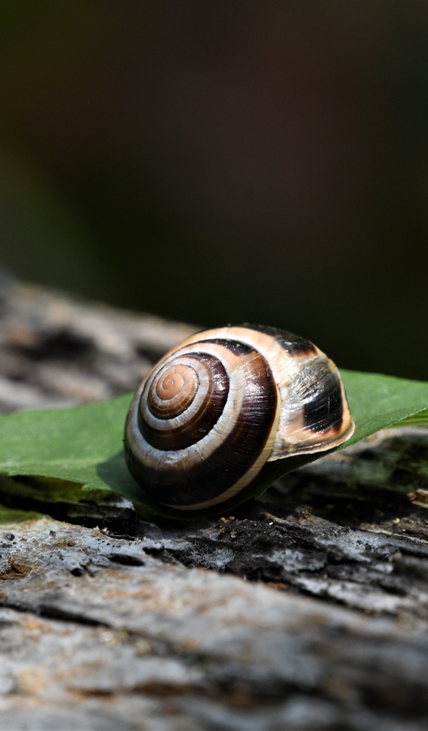 Ракушка с листом лежат на сухом дереве