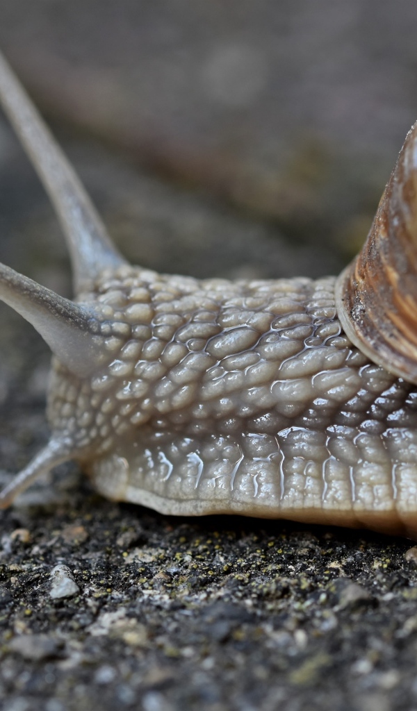 Улитка с большими усиками ползет по асфальту